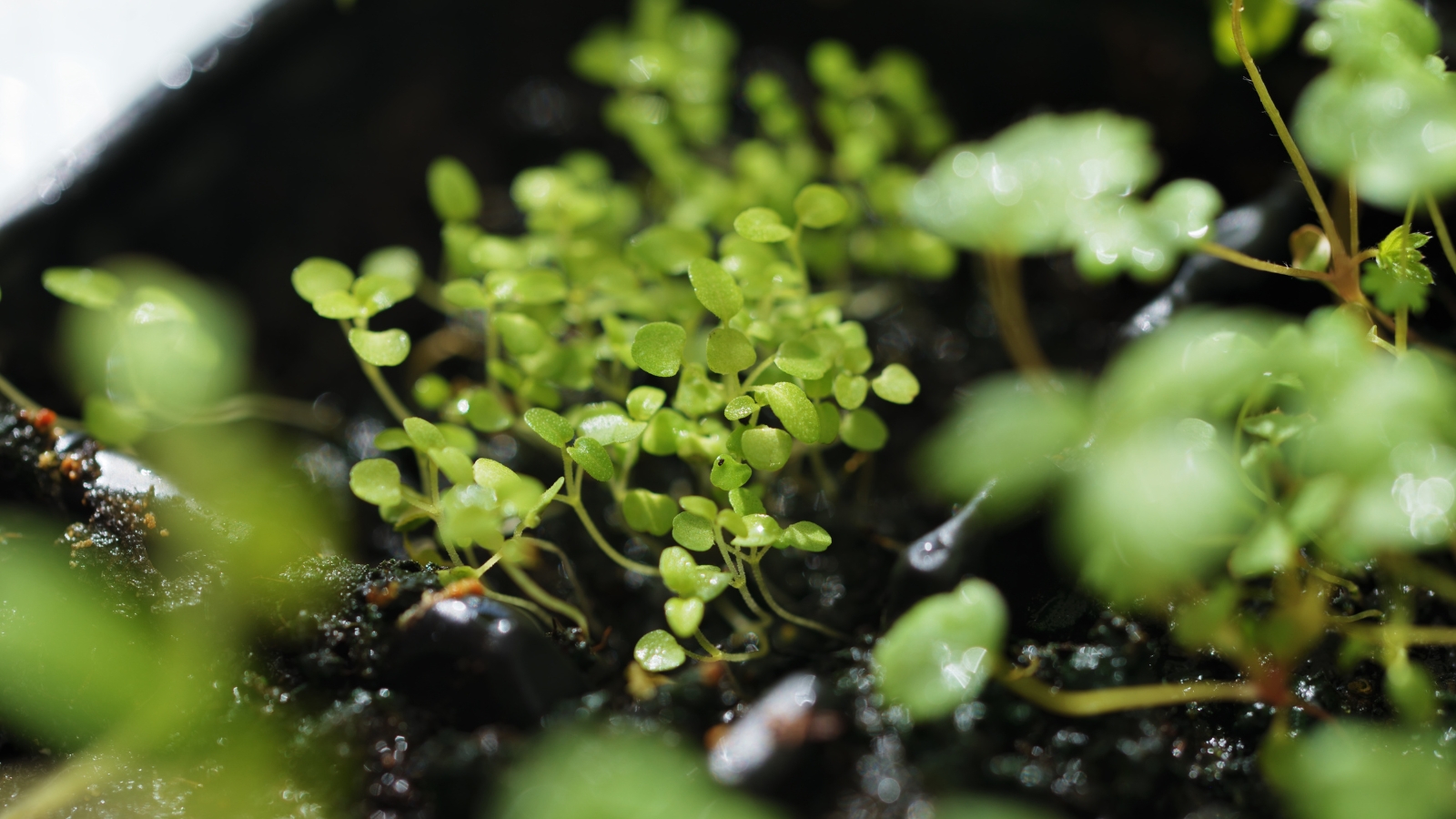 Close-up of small sprouted oregano plants among wet soil.