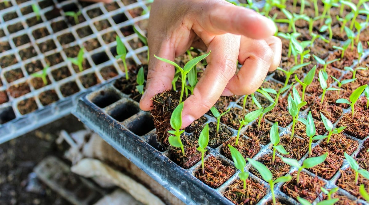 Close-up of a man's hand pulling young paprika seedlings from a seed starter tray. Paprika seedlings display delicate and slender stems crowned with two small, opposite cotyledon leaves and two true leaves. These leaves are lanceolate, bright green, with a glossy texture.