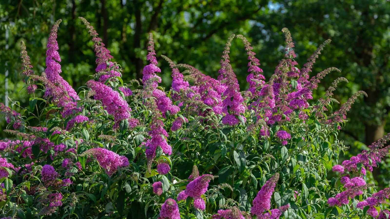 A close-up showcases spiky purple blooms and lush green leaves against a serene garden backdrop of towering trees, capturing the charm of these vibrant botanical specimens in their tranquil environment.