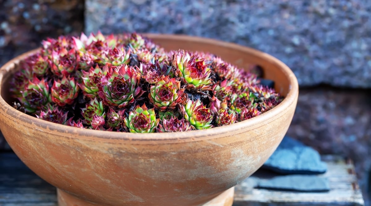 Green and Purple Leaves on Liveforever Succulent