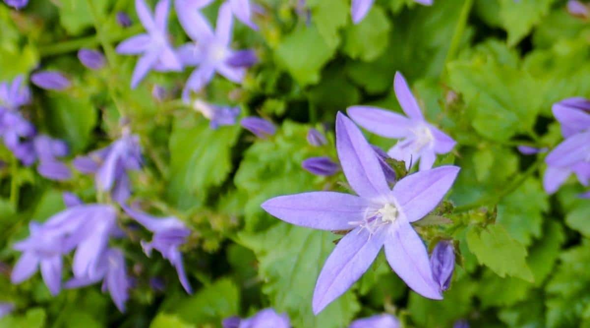 Serbian Bellflower