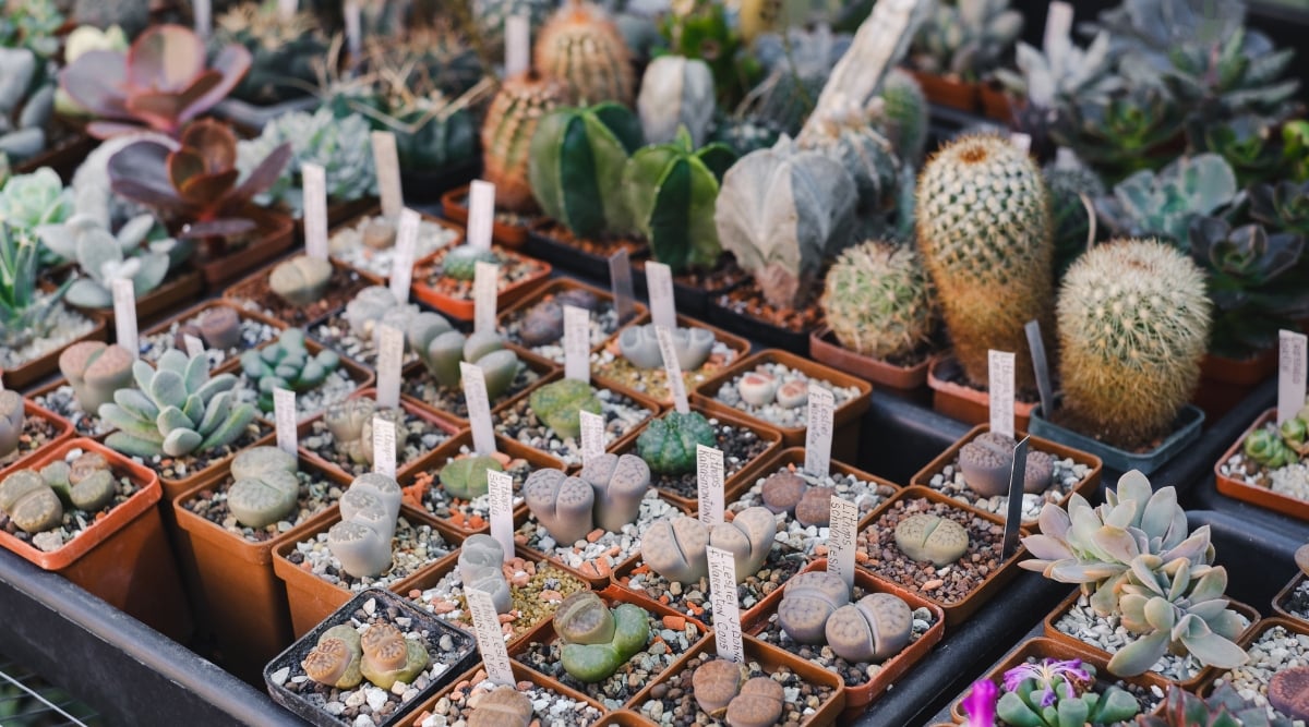 A delightful assortment of succulents thrives in varying sizes and forms, some adorned with thorns, each planted in individual pots. Some pots bear name tags, indicating these succulents are nurtured for sale, showcasing their diverse beauty and uniqueness.
