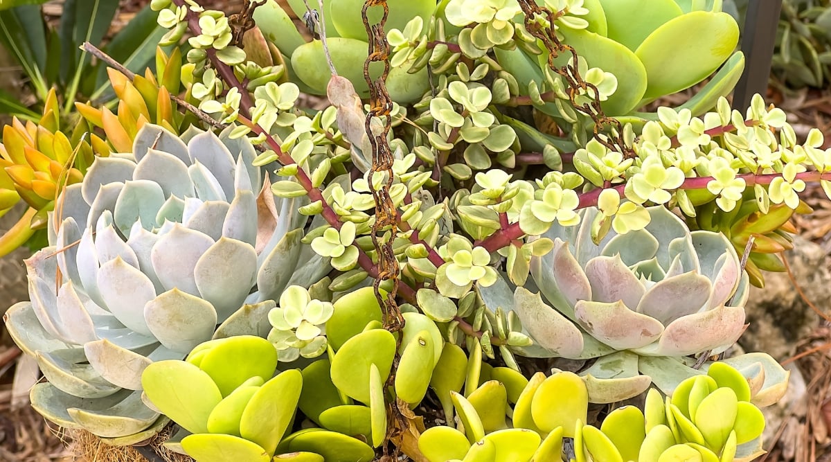 A captivating close-up reveals an array of succulents, showcasing a harmonious blend of muted and vivid green hues. Each succulent's unique texture and color palette create a visually appealing composition.
