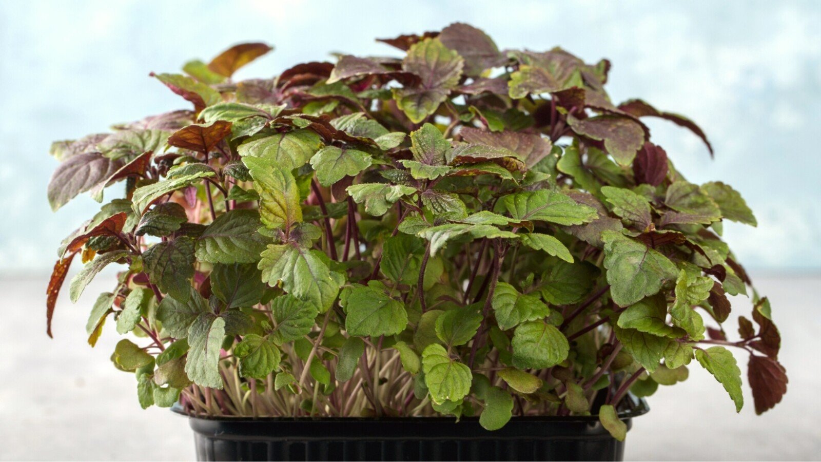 Shiso Microgreens growing in a container that is sitting on a coutner.