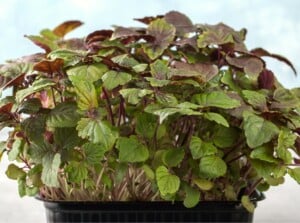 Shiso Microgreens growing in a container that is sitting on a coutner.