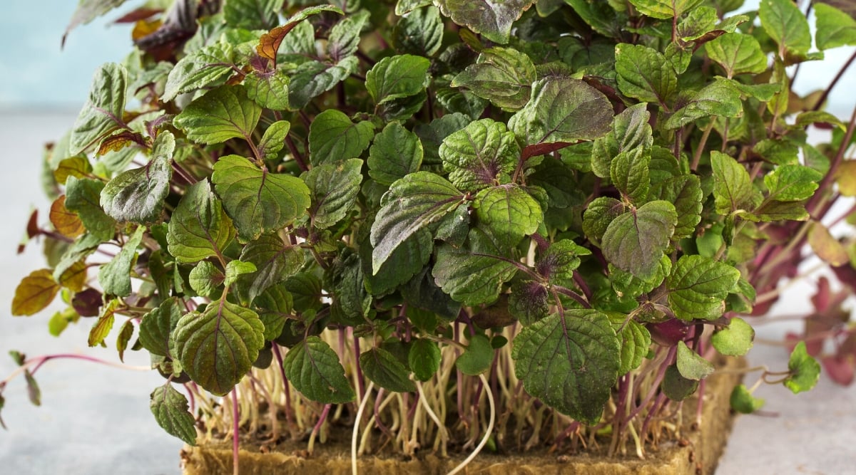 Close-up of Shiso microgreens in the kitchen, against a blurred background. The sprouts are small, have thin pale stems with heart-shaped leaves of green with a purple tint.