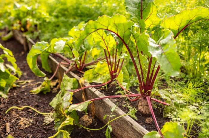 short growing season. Krupnyy plan pripodnyatoy gryadki s rastushchimi buryakami i morkovkoy ryadom s gryadkoy rastushchikh ogurtsov v solnechnom sadu. Beets obladayet kruglymi, gladkimi korneplodami purpurno-bordovogo ottenka. Beets have leafy green stems, featuring deep green, slightly crinkled leaves attached to reddish stems. Carrot leaves, attached to the edible root, are feathery and fern-like in appearance, growing in a rosette from the top of the root. Carrots are root vegetables with a distinctive appearance characterized by their long, slender, tapering shape and vibrant orange color, although they can also be found in shades of yellow, purple, red, or white, depending on the variety. The smooth skin is typically glossy and may have fine root hairs, while the flesh is crisp, crunchy, and ranges from pale orange to deep orange. Carrot leaves, attached to the edible root, are feathery and fern-like in appearance, growing in a rosette from the top of the root. Carrots are commonly cultivated for their sweet flavor, crunchy texture, and versatility in culinary dishes, making them a popular ingredient in salads, soups, and side dishes. Показати більше ​ 1 150 / 5 000 Результати перекладу Результат перекладу short growing season. Close-up of a raised bed of growing beets and carrots next to a bed of growing cucumbers in a sunny garden. Beets has round, smooth, purple-burgundy roots. Beets have leafy green stems, featuring deep green, slightly crinkled leaves attached to reddish stems. Carrot leaves, attached to the edible root, are feathery and fern-like in appearance, growing in a rosette from the top of the root.