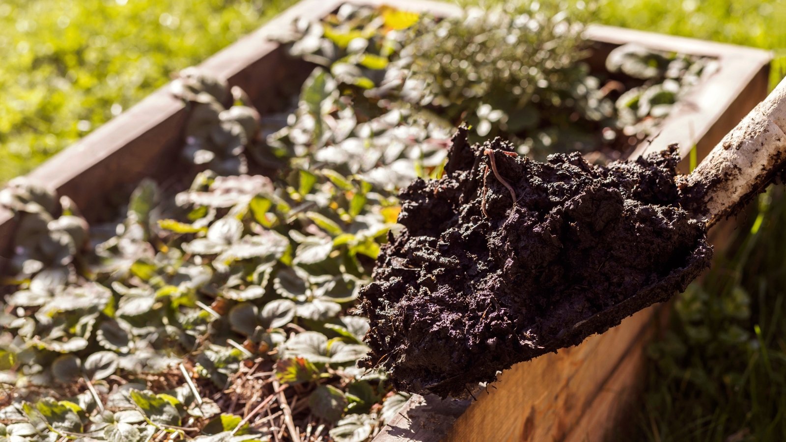 Close-up of a large garden shovel full of wet compost against a blurred background of a wooden raised bed with growing strawberry plants. Compost appears as a rich, dark mixture, resembling crumbly soil.