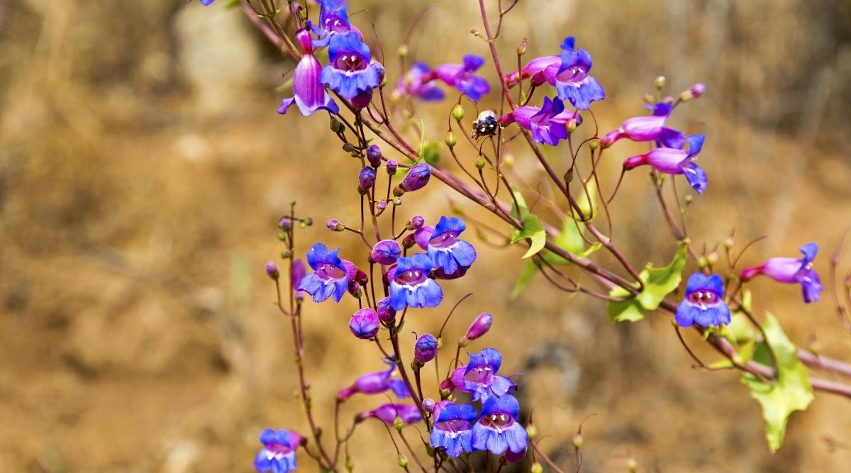 Showy Beardtongue
