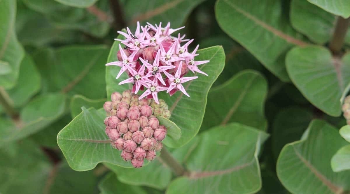 Showy Milkweed