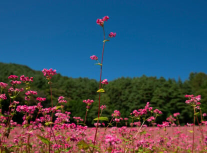 Ruby buckwheat blossoms display a mix of pale and deep pink hues, creating a vibrant floral cluster. The tall green stems hold these colorful flowers against a blurred backdrop of a mass planting and evergreens, emphasizing their striking beauty.