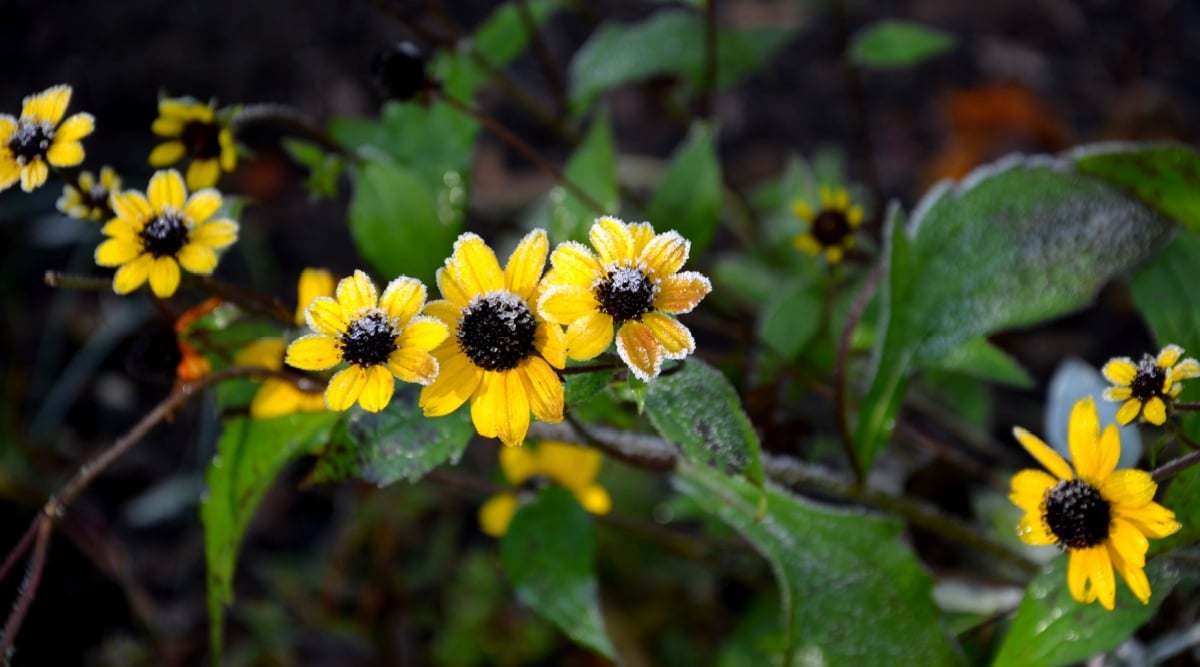 A cluster of yellow flowers shine with water droplets on a shady morning. 