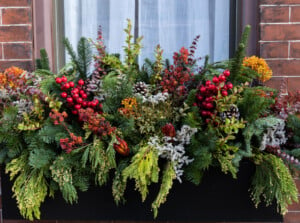 A beautiful and festive windowbox arrangement comes with evergreen branches and red berries.