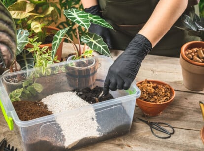 A black-gloved gardener mixes a potting blend for a variety of dark-foliaged houseplants.