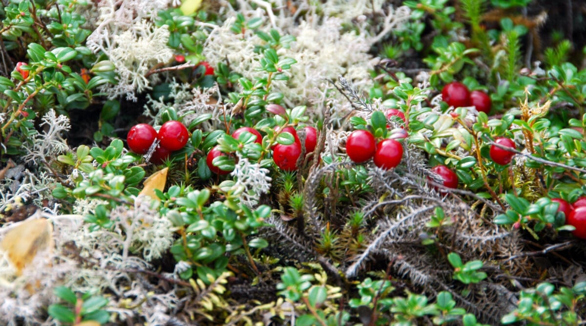 Partridge berry ground cover in a shady garden. Plump red berries accent shiny green leaves on this ground cover.