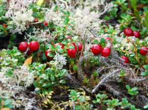 Partridge berry ground cover in a shady garden. Plump red berries accent shiny green leaves on this ground cover.