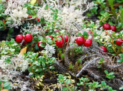 Partridge berry ground cover in a shady garden. Plump red berries accent shiny green leaves on this ground cover.