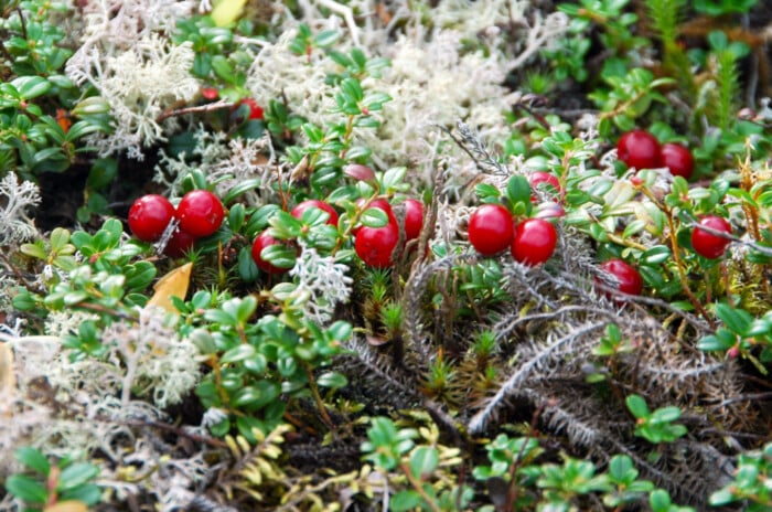 Partridge berry ground cover in a shady garden. Plump red berries accent shiny green leaves on this ground cover.