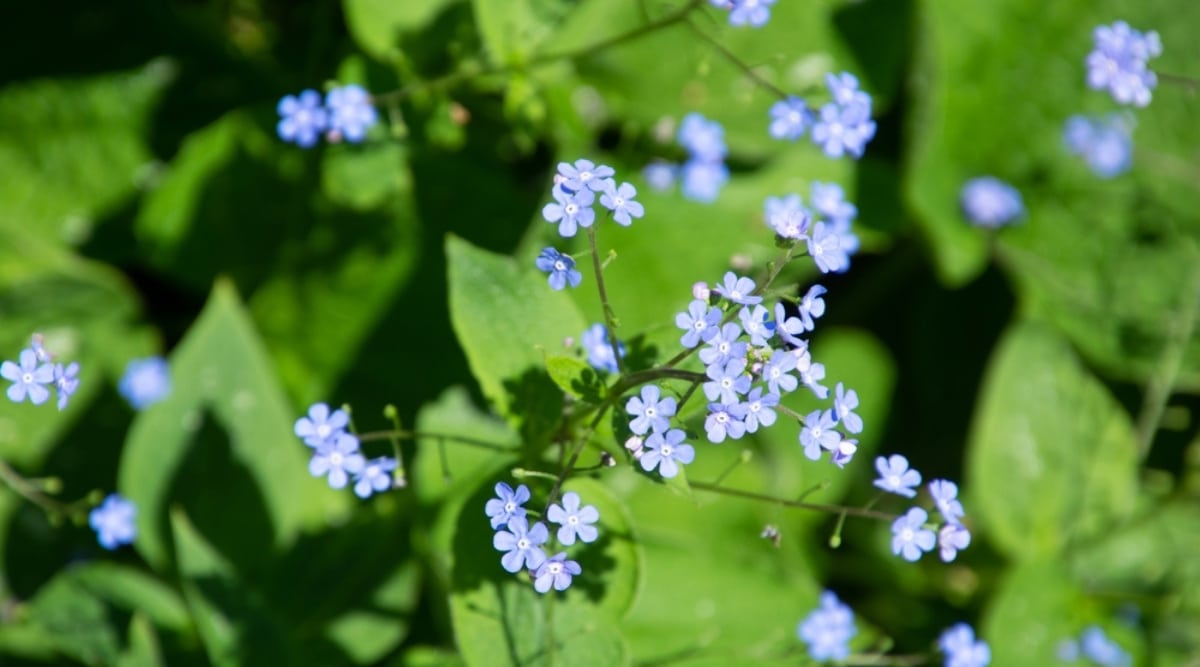 Siberian Bugloss