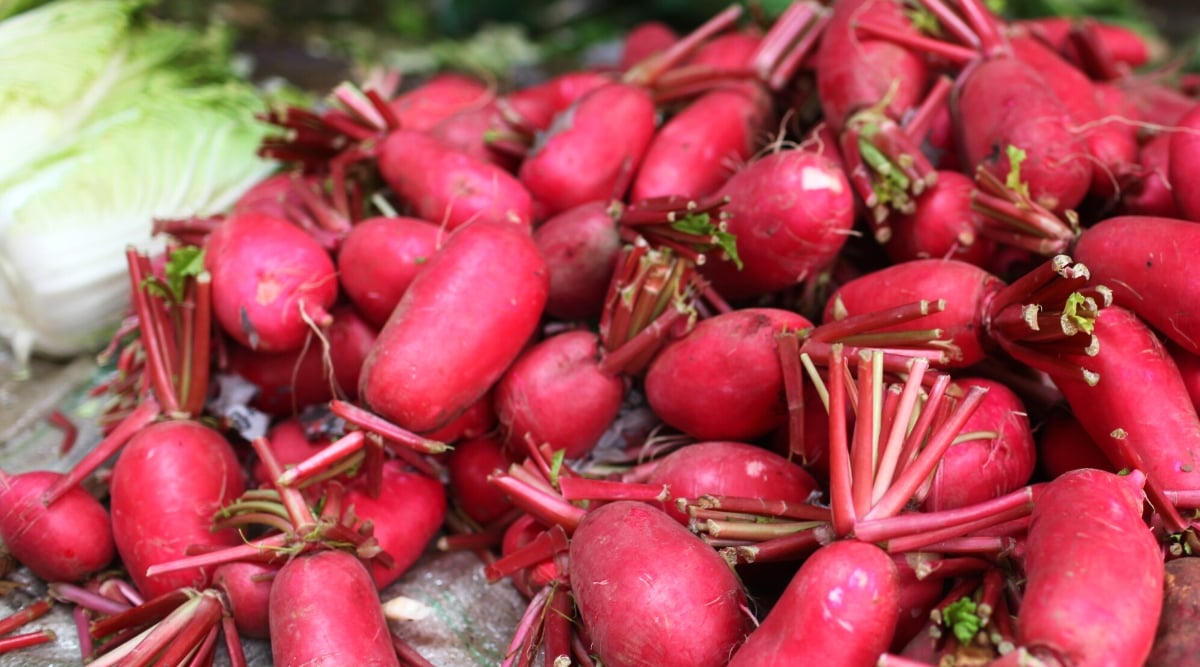 Close-up of many ripe Sichuan Red Beauty radishes on the counter near the cabbage heads. Sichuan Red Beauty radish is a unique Chinese variety with a small round, oblong shape and bright red skin.