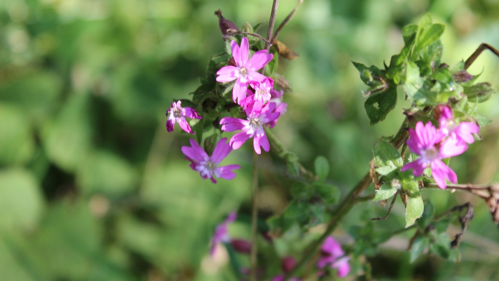 A vibrant plant, its purple flowers basking in sunlight against a backdrop of lush greenery, capturing the essence of nature's beauty.