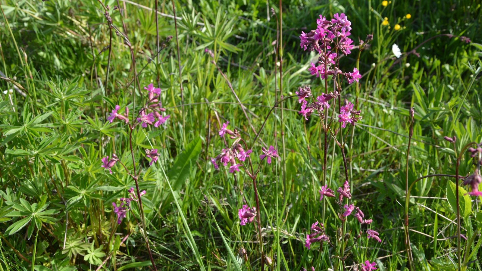 Clusters of vibrant catchfly flowers nestled amidst lush green foliage, bathed in warm sunlight, creating a serene natural scene.