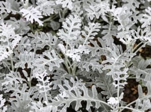 Close-up of silver plants - Senecio cineraria, also known as Dusty Miller, which showcases soft, velvety, silver-gray leaves that are deeply lobed and intricately serrated.