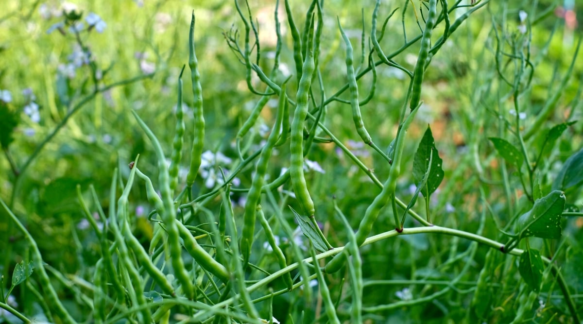 Close-up of a growing Singara Rat's Tail radish in the garden. The Singara Rat's Tail radish is a unique variety of radish that develops long, thin, curly pods instead of roots. These pods are about 5-8 inches long, green in color.