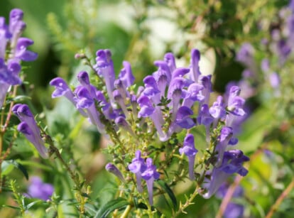 Skullcap plant