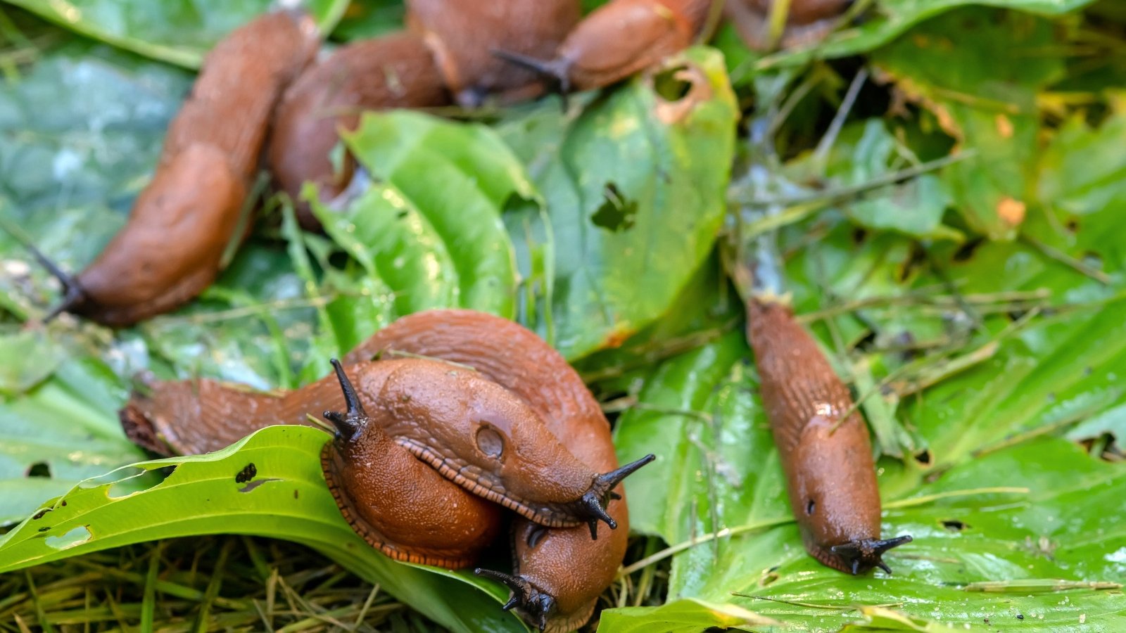 The hosta leaves are covered in numerous slugs, leaving behind silvery trails and causing damage with their feeding.