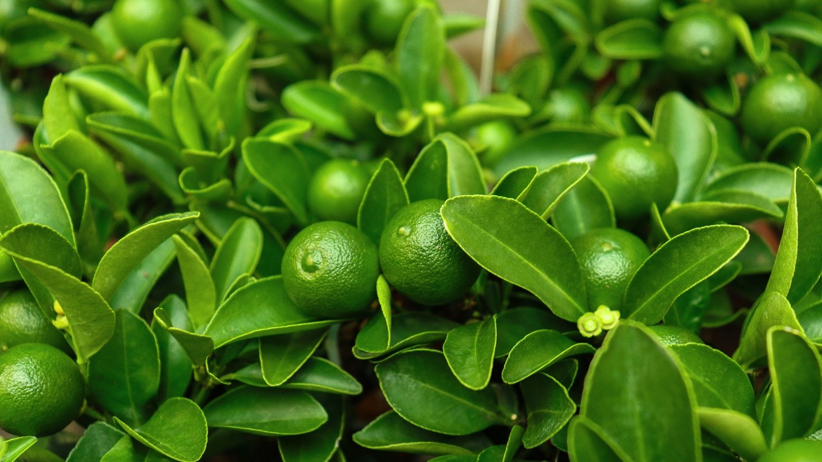 A close-up captures the essence of dwarf lime trees, with plump green fruits nestled among glossy foliage, promising a citrusy delight. The fruits hang gracefully from the branches, adding a pop of color to the lush greenery. The leaves, vibrant and textured, hint at the tree's robust health.