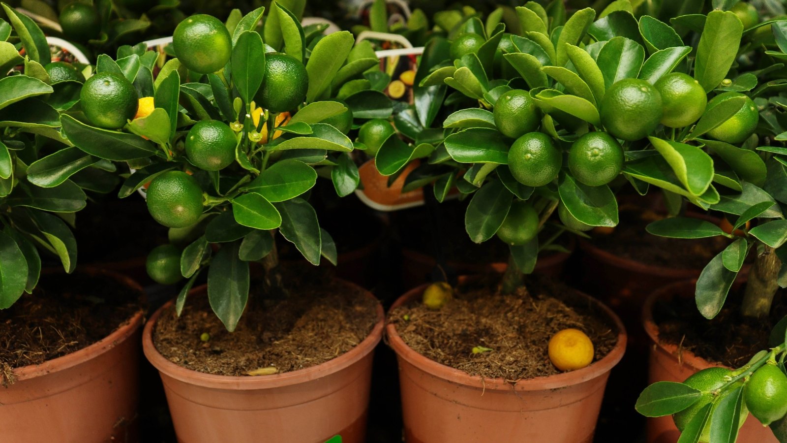 A close-up reveals dwarf lime trees flourishing in brown pots filled with soil, showcasing vibrant green fruits dangling from the branches. The fruits are small and spherical, resembling miniature limes ready for harvest. The leaves are glossy and vibrant, showcasing their lush, healthy appearance.