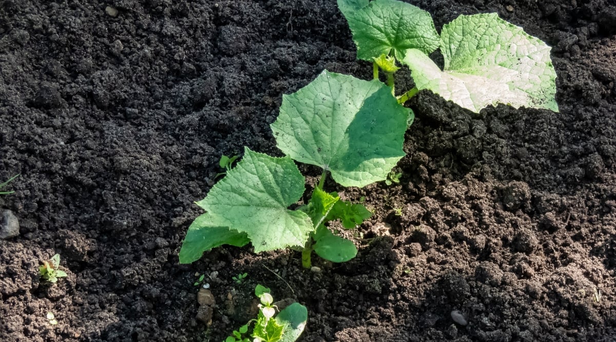 A close-up of young cucumber plants growing in dark, crumbly soil. The plants have bright green leaves with lobed edges, and some of the leaves are still curled up from emerging from the soil. Sunlight peeks through a canopy of fresh green cucumber leaves, casting dancing shadows on the dark, fertile soil below.
