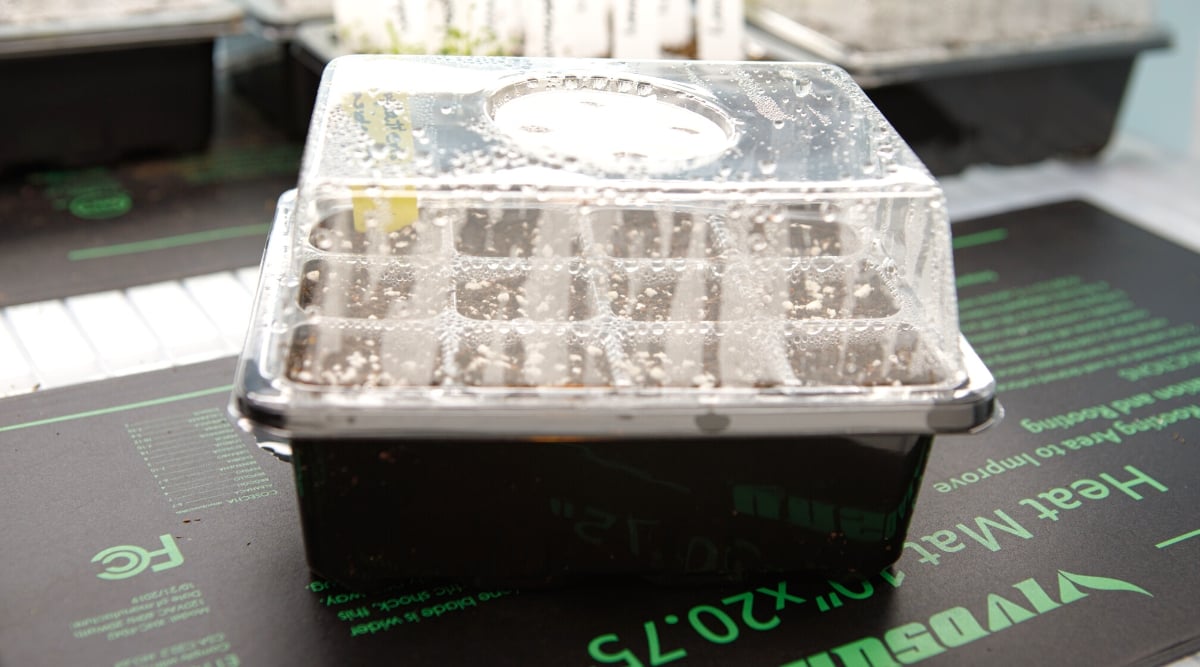 Close-up of a small seed starting tray with a humidity dome on a heat mat and under artificial light. The starting tray is a plastic, black, square-shaped container with recessed cells for planting seeds.