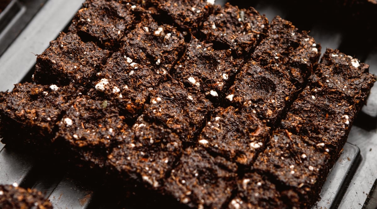 Close-up of small-sized soil blocks for sowing seeds. Soil blocks are crafted from a mixture of soil and a binding agent, forming compressed cubes or blocks that serve as individual planting units. These blocks have a crumbly texture and a distinct, earthy color.