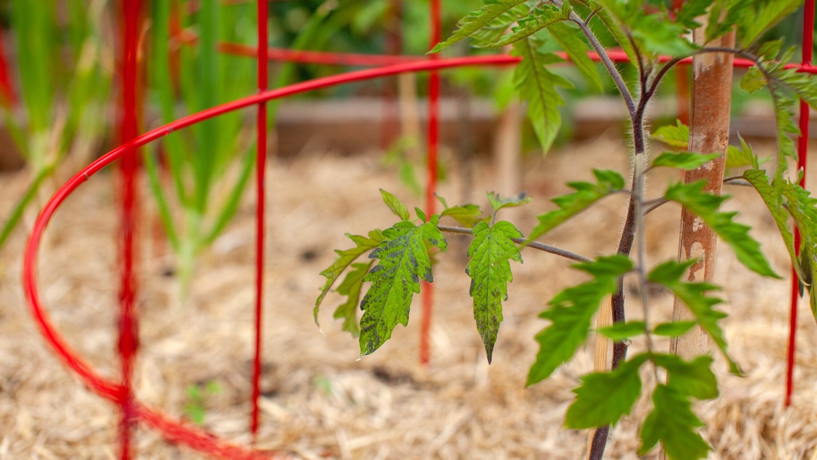 Close-up of a young tomato plant growing in a tomato cage in the garden. The young tomato plant typically slender features, pale green stems adorned with small, alternating leaves. These leaves are ovate in shape, exhibiting a delicate fuzziness on the underside. A tomato cage is a cylindrical wire structure consisting of evenly spaced vertical rings or wires that gradually widen towards the base.