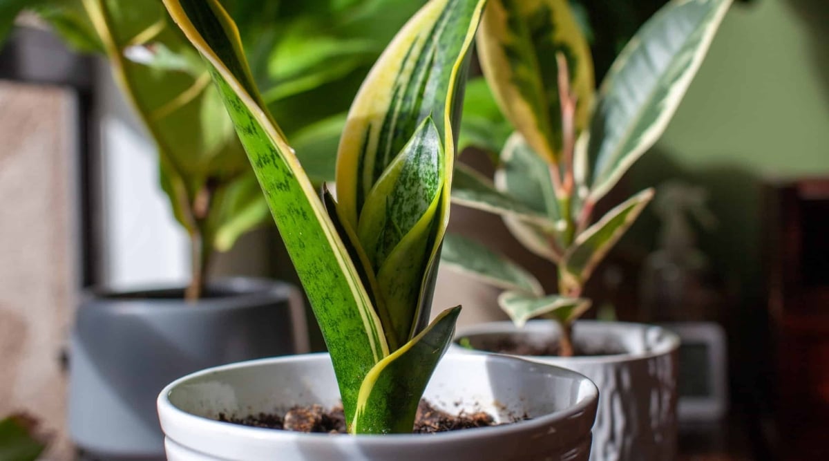 a snake plant sits in a ceramic pot near a window with other houseplants. 