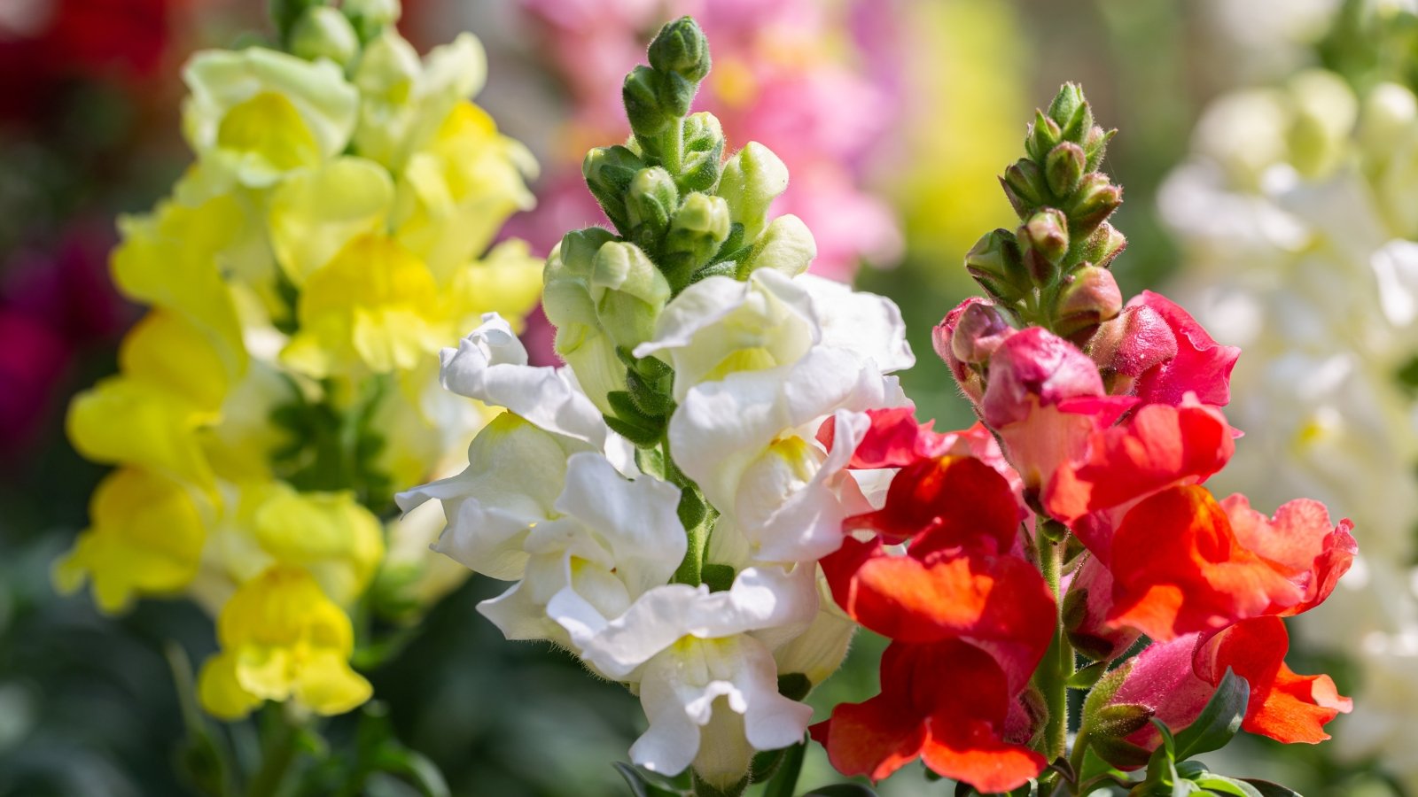 Snapdragons of white, red, yellow, and pink bask in the warm sunlight, their colorful petals reaching skyward, creating a cheerful display of nature's palette in full bloom.
