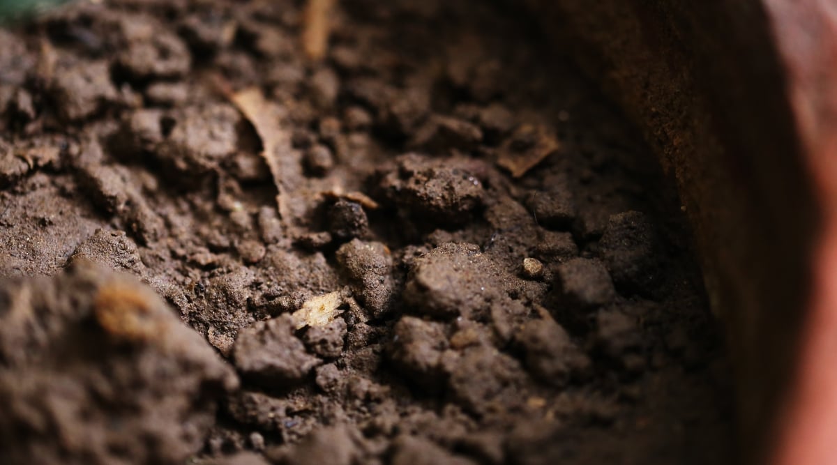 A close-up of a pot filled with rich, dark soil, glistening with moisture under soft sunlight. The soil's texture appears crumbly and ideal for planting, creating a welcoming environment for seeds or seedlings to thrive.
