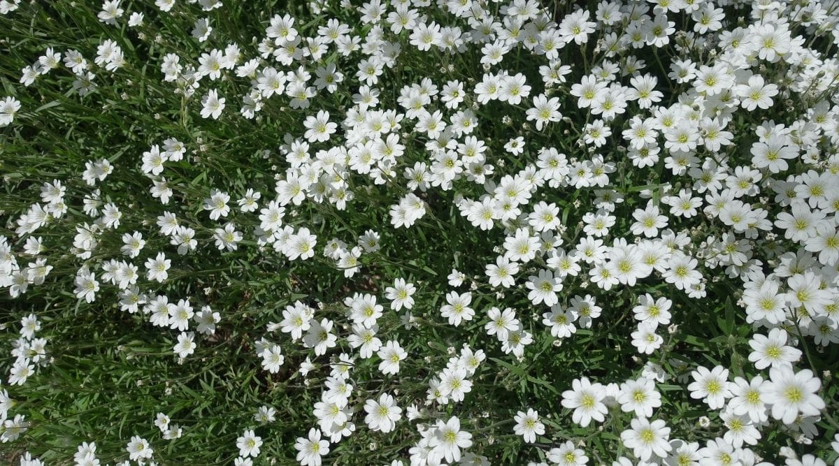 Snow in Summer
