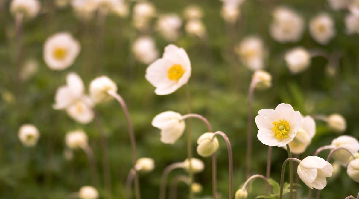 Snowdrop Windflower