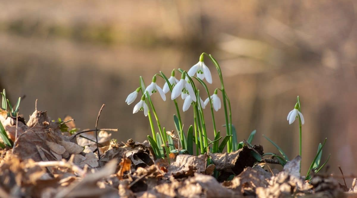 Snowdrop