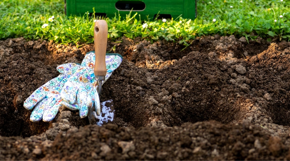 A dark, rich soil teeming with holes, suggesting a thriving ecosystem beneath the surface. Blades of the metal trowel are partially buried in the soil, while a pair of gloves rests beside it.
