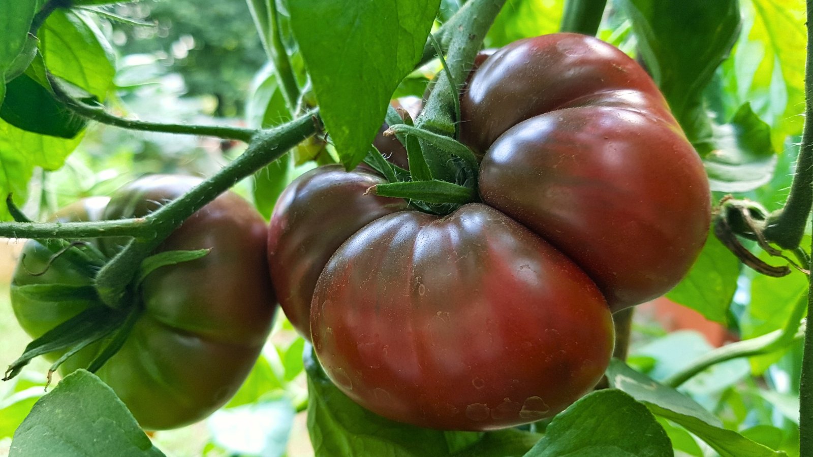 Close-up of ripe 'Black Krim' tomato fruits among green foliage in the garden. Solanum lycopersicum ‘Black Krim’ captivates with its vigorous vines producing large, beefsteak-type tomatoes. The fruits showcase a striking deep purple-black hue with subtle hints of green and red near the stem end. Each tomato features a smooth, ribbed skin.