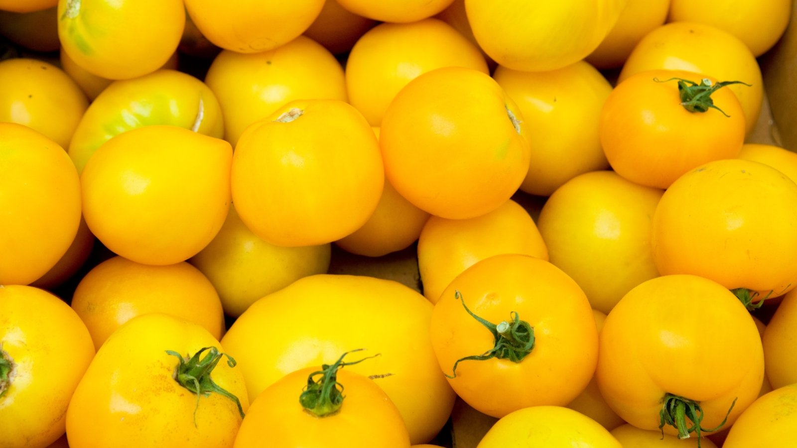 Close-up of a box of fresh 'Lemon Boy' tomatoes. Solanum lycopersicum ‘Lemon Boy’ is a striking tomato variety known for its vigorous vines and vibrant yellow fruits. The tomatoes exhibit a sunny lemon-yellow color with a glossy, smooth skin, creating a cheerful and eye-catching appearance.