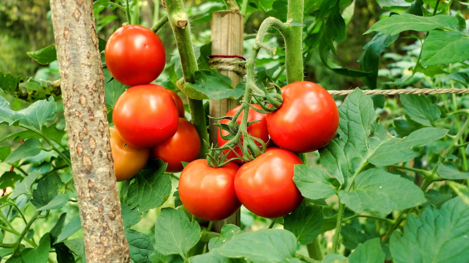 Close-up of ripe 'Moneymaker' tomatoes growing in clusters among green, jagged foliage. The plant produces compact vines adorned with clusters of medium-sized, round tomatoes. These fruits showcase a vibrant red color with glossy, smooth skin.