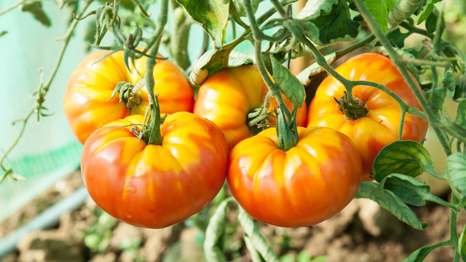 Close-up of ripening ‘Pineapple’ tomato fruits in a greenhouse. Solanum lycopersicum ‘Pineapple’ delights with its clusters of large, beefsteak-type tomatoes. The fruits display a vibrant combination of yellow and orange-red hues, resembling the colors of a ripe pineapple, with streaks and patches of both colors blending together. Each tomato boasts a smooth, slightly ribbed skin and a robust size.