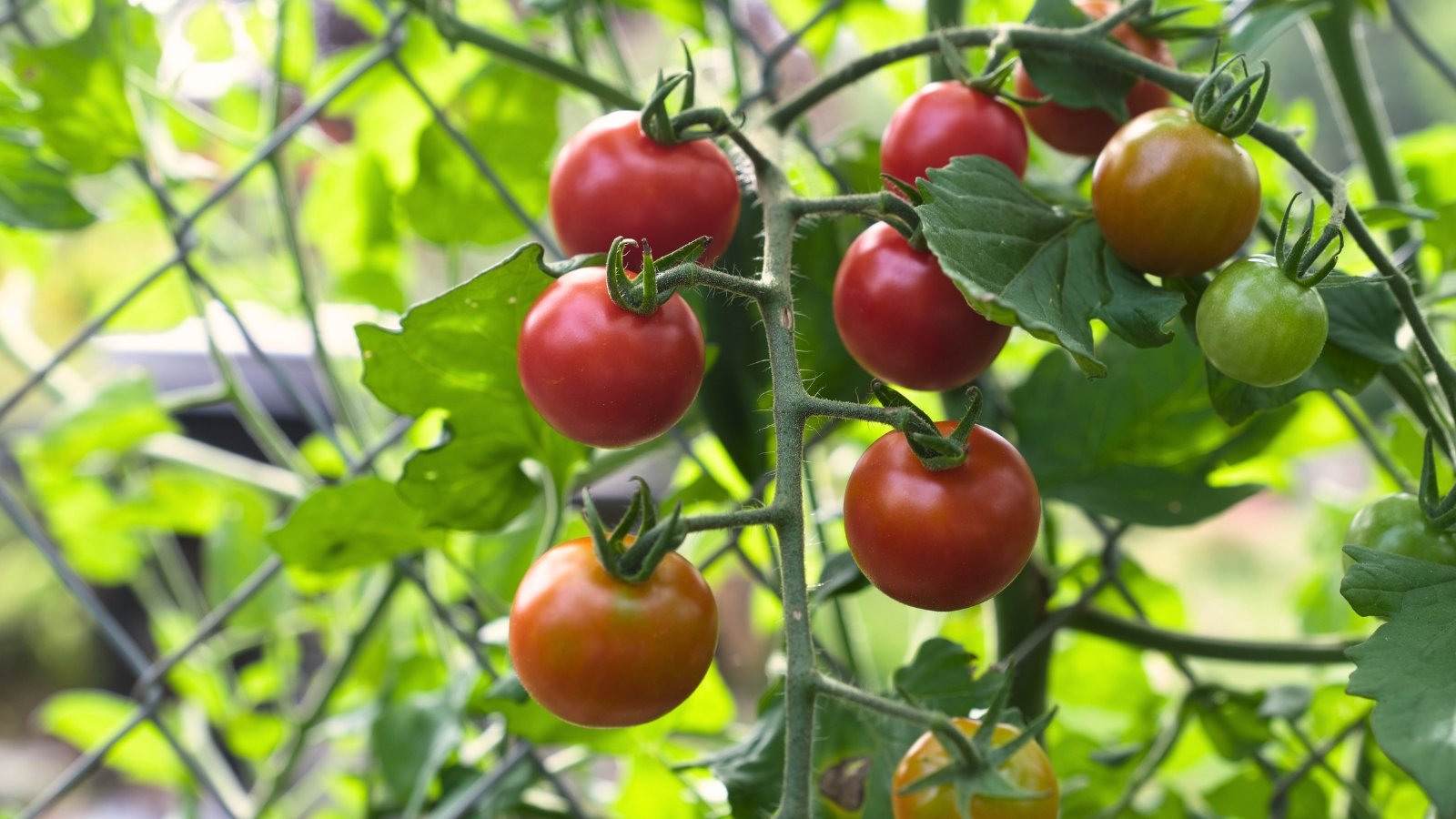 Close-up of ripe 'Super Sweet 100' tomato clusters in a garden against a blurred background. Solanum lycopersicum ‘Super Sweet 100’ is a prolific cherry tomato variety, distinguished by its vigorous vines and abundant clusters of small, round fruits. These tomatoes exhibit a vibrant red color with a glossy, smooth skin.