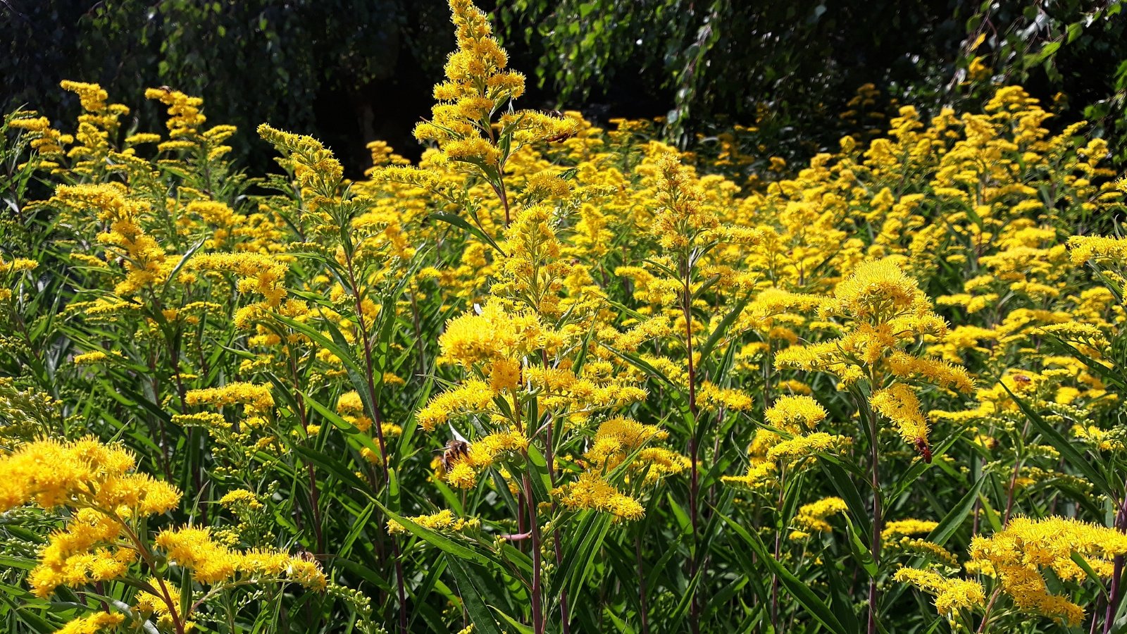 Solidago canadensis features tall, slender stems topped with dense clusters of tiny, bright yellow flowers and narrow, lance-shaped leaves.