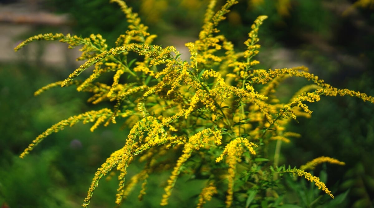 Close-up of an Anise-scented Goldenrod flowering plant against a blurred green background. The plant forms clumps or colonies. It has a strong erect stem with branches closer to the top. The leaves of Solidago odora are alternate, lanceolate. They have jagged edges and are arranged along the stem in an alternating pattern. The leaves are dark green and shiny. Solidago odora produces clusters of small yellow flowers at the top of the stems. These flowers are made up of numerous tiny disc florets.